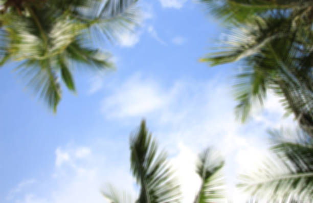 blurred green leave of coconut palm tree background
