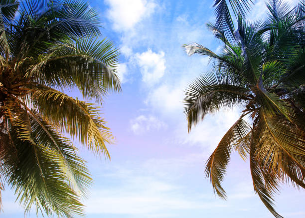 Green leave of coconut palm tree background