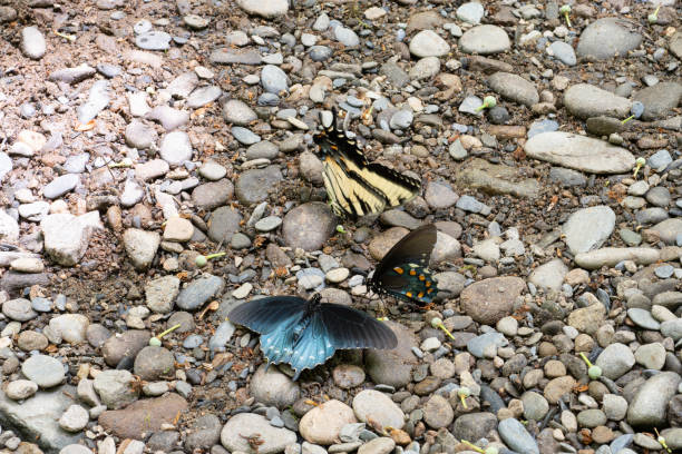 Plebejus argus is a scarce resident in the Netherlands. The distribution shrunk during the last century. It is no longer found in the coastal dunes, except for those on the Frisian Islands.The species is classified as vulnerable on the 2006 Red List. This is an European Species with a increase in the Southern Parts of Europe.Habitat: This Blue butterfly occurs on both dry and wet Heathland, often in the transition zone between the wet and drier parts. The habitat has short, sparse vegetation and patches of bare ground, with young seedlings of Calluna vulgaris or Erica tetralix, the preferred larval food plants.Flight Season: The species flies in one generation from the end of June until early August and hibernates as an egg. Various ants, notable Lasius species, are attracted to the caterpillars and pupae.This Picture is made during a Vacation in Bulgaria in May 2018.