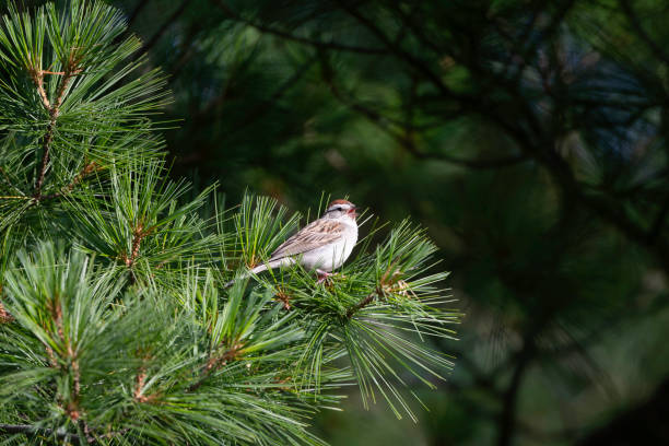 istock Birds in New York 2175077326