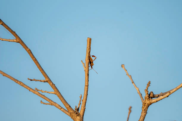 Free Stock Photo of Bug Sitting on Tree Branch | Download Free Images ...