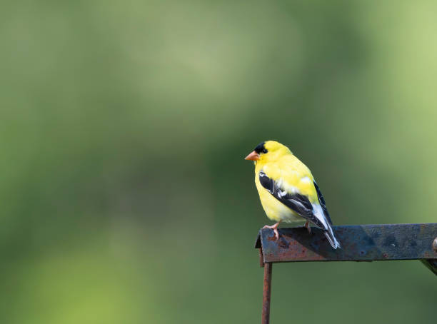 istock Birds in New York 2175077357