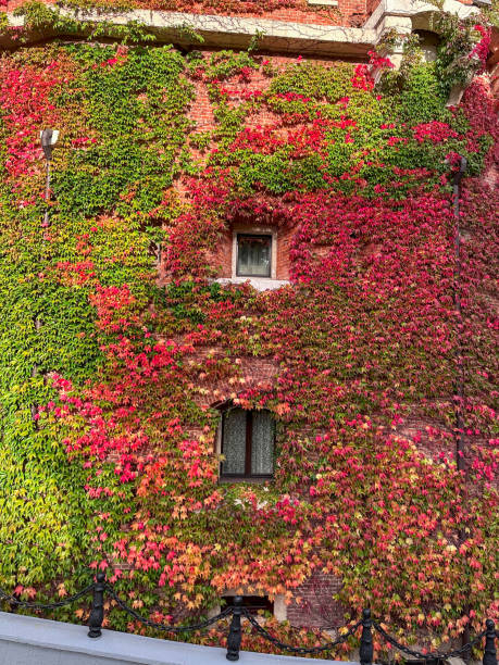 istock Vibrant Ivy-Covered Building in Autumn 2175080820