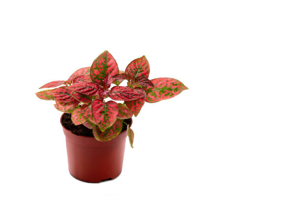 istock Hypoestes phyllostachya - Red Polka Dot plant. 2175082164