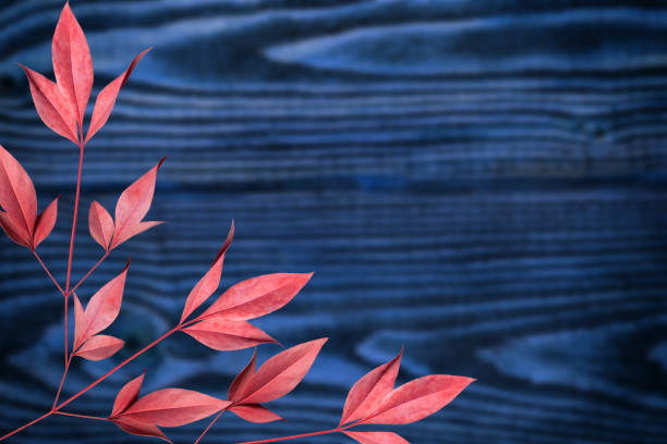 Dry red leaves on a blurry blue wooden surface.