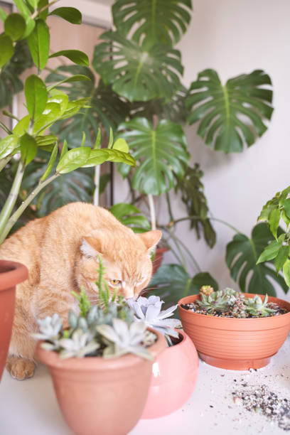 istock Red cat gently holds small echeveria plant in a decorative pot, adding greenery 2175082773