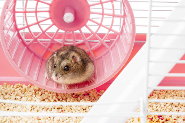 istock A playful hamster runs energetically on its wheel inside a bright, colorful cage 2175082893