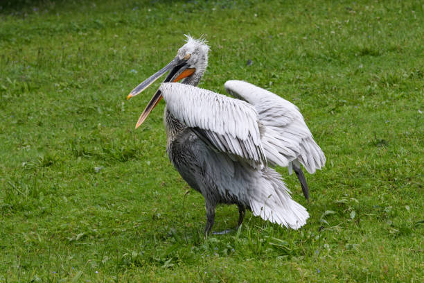 istock Meadow’s Majestic Visitor 2175083026
