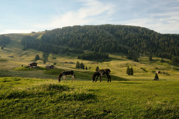 Two donkeys grazing on a green meadow in front of a mountain landscape with a ski lift and some wooden huts in the alps