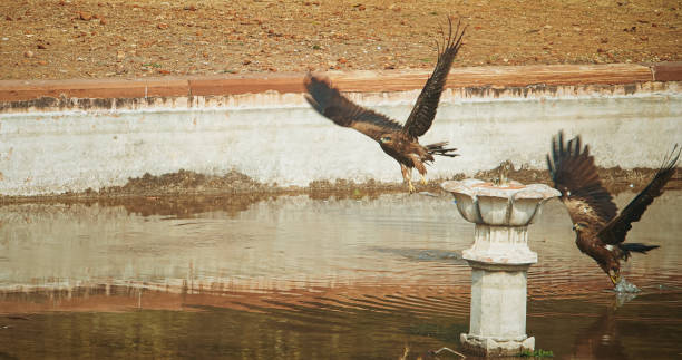 Many birds Black kites - Milvus migrans - Bird sitting near water pool and drinking water. New Delhi, Delhi, India. Doves birds on The Humayun's tomb. Famous place is Tomb of Mughal emperor, Mirza Nasir al-Din Muhammad commonly known as Humayun situated in Delhi, India. UNESCO World Heritage Site. muchos pájaros: milano negro - milvus migrans - pájaro sentado cerca de la piscina de agua y agua potable. nueva delhi, delhi, india. palomas en la tumba de humayun. el lugar famoso es la tumba del emperador mogol, mirza nasir al-din muhammad, comúnment