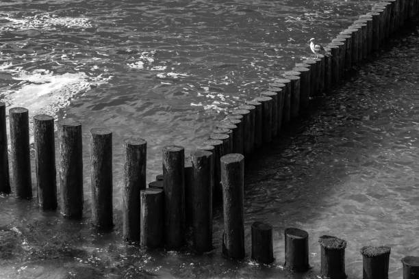 Seagulll is on old wooden breakwater structure. Baltic Sea coast, Zelenogradsk, Kaliningrad Oblast, Russia. Black and white photography