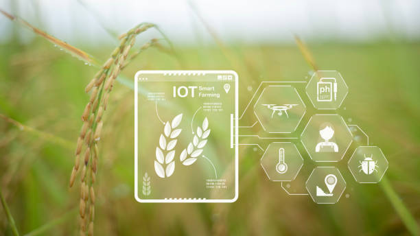 istock A tablet with a screen showing a field of rice and a drone flying over it 2175086218