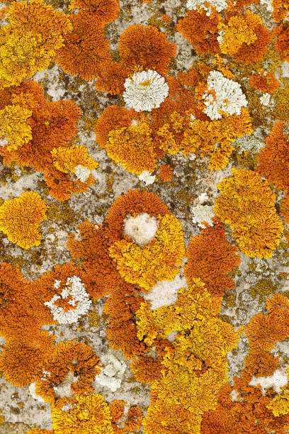 istock Beautiful nature patterns of colored mosses and lichens, natural texture background, Close-up surface covered with yellow orange color moss, macro short, top view micro plants natural background 2175087521