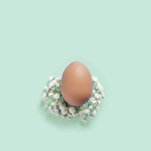 istock Single brown Easter Egg on Bed of White Flowers on turquoise Background. Easter celebration minimal holiday concept, top view close up pastel chicken egg, celebration photo 2175087570
