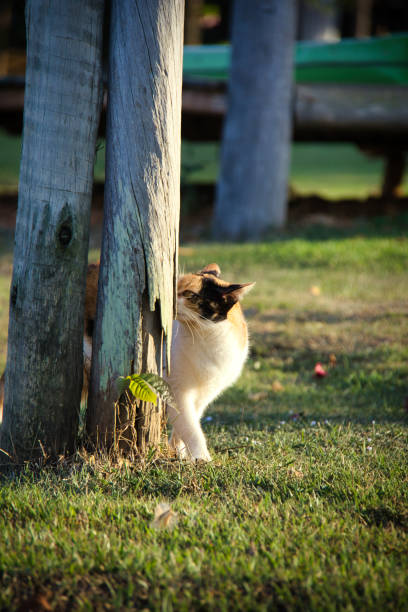 A cat is standing in a grassy area next to a tree. The cat is looking at something in the distance