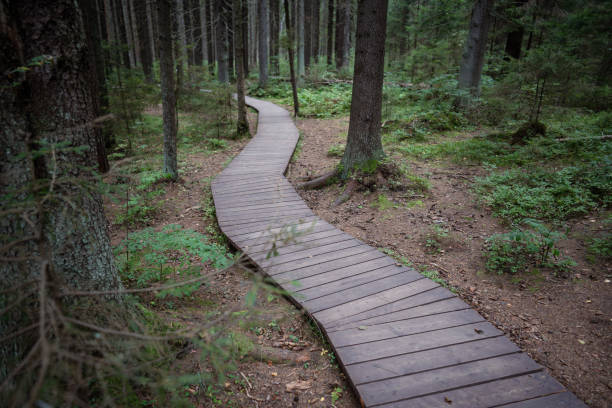 istock Ecological winding wooden plank path through dark coniferous spruce woods, autumn forest. 2175089430