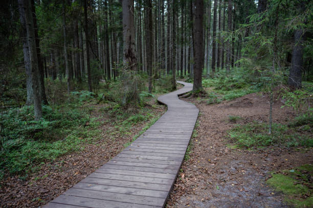 Ecological curve plank path through dark coniferous spruce woods in Komarovo, Russia. Raised wooden track snaking through dense forest. Nature reserve, hiking.