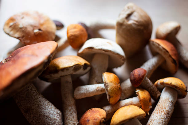 istock Boletus mushrooms fresh from the forest on the kitchen table 2175089731