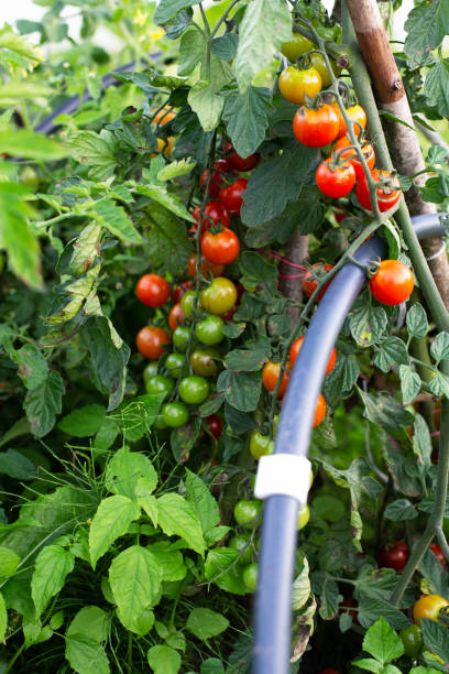 istock Beautiful red ripe cherry tomatoes, grown outdoors. A tomato bush that grows outside. 2175089751
