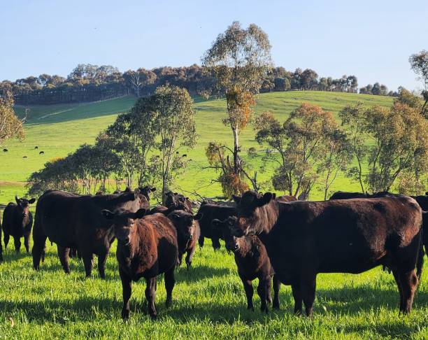 istock Angus cows green hills 2175089893