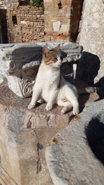 istock Strayed cat found at the Ancient ruins and historical structures at the Ephesus Archaeological Site 2175090967