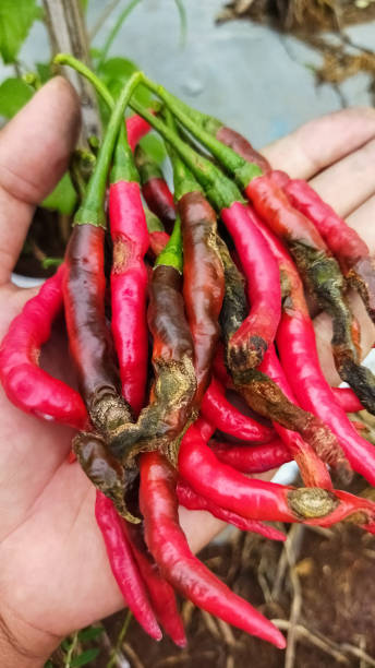 istock disease in chili plants 2175092350
