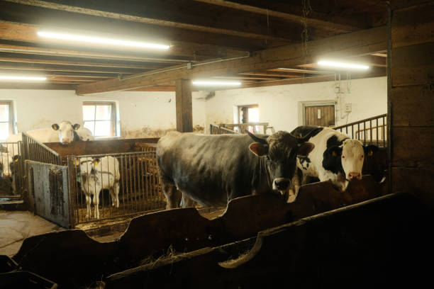 Cows and calves standing behind a fence in a barn, illuminated by fluorescent lights, waiting for feeding time