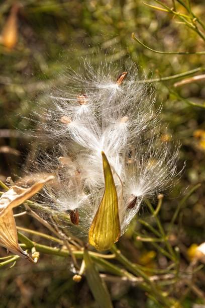 istock Fluffy seed pod in the Fall. Buffalo Park, Flagstaff, Arizona. 2175106058