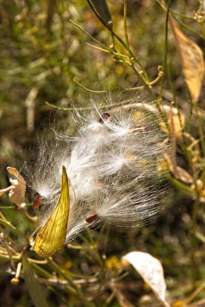 istock Fluffy seed pod in the Fall. Buffalo Park, Flagstaff, Arizona. 2175106067