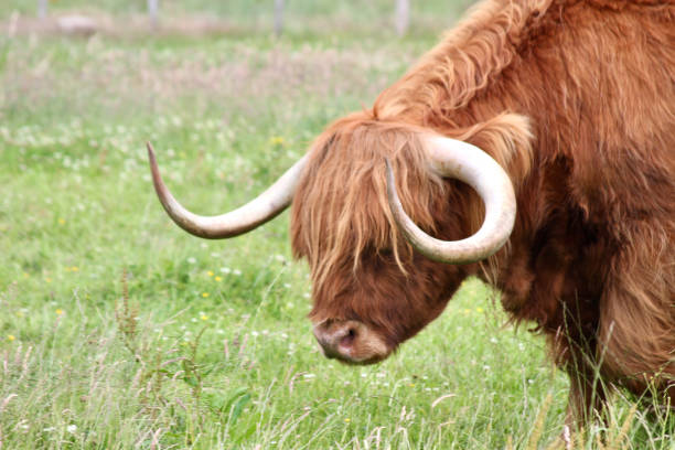 istock Highland cow grazes in green summer pasture 2175109944