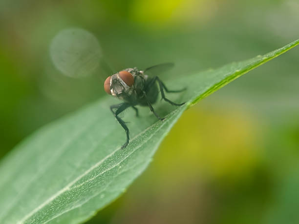 istock A close-up of a metallic green fly perched on a green leaf 2175111585