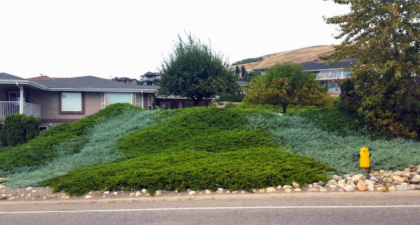 Perennial Evergreen Landscaping Idea For A Sloped Front Yard