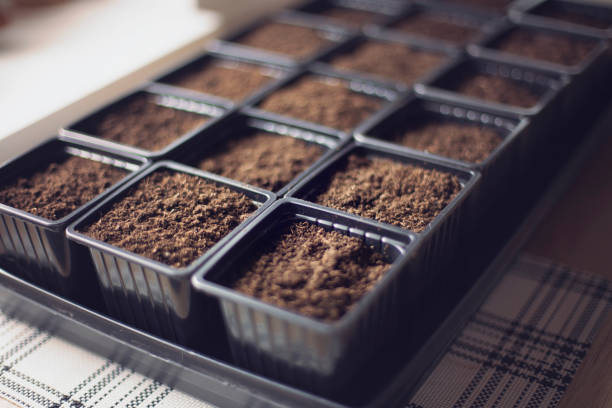 Tray for seedlings with earth. Containers for growing seedlings at home. Plastic containers with soil for seedlings