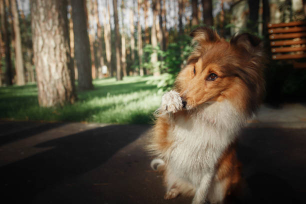 Australian Shepherd dog standing on meadow in sunny day. This file is cleaned and retouched.