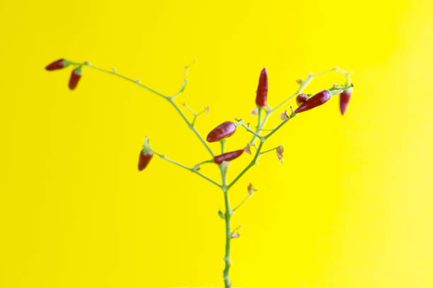 Chili pepper on a yellow background. Growing pepper on a stem. Bright photo of a small hot and hot pepper