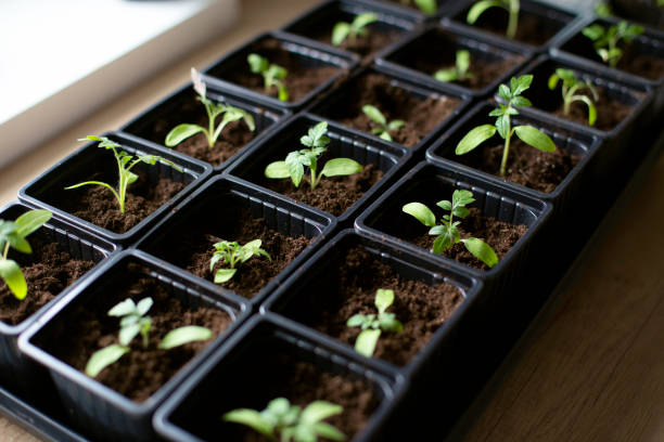 istock Tomato seedlings in plastic containers top view. Seedlings of small tomatoes. 2175117067