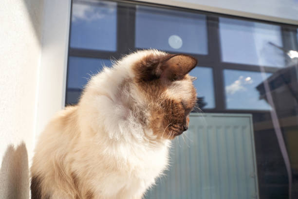 Siamese cat relaxing in sunlight by window with reflection and moon in background