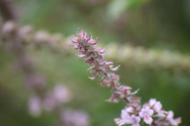 Holy basil is native to India and is sometimes called \