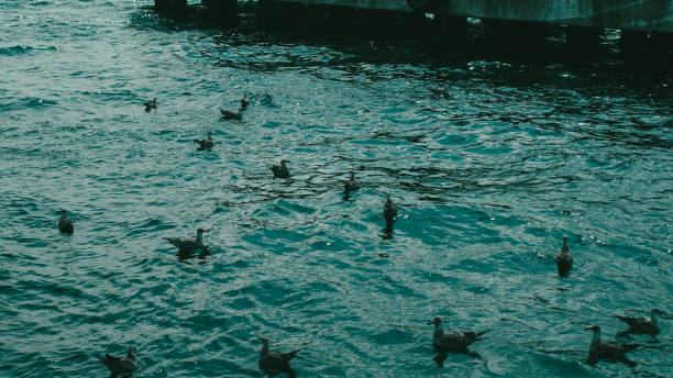 The seagulls are cooling off on the island of Istanbul