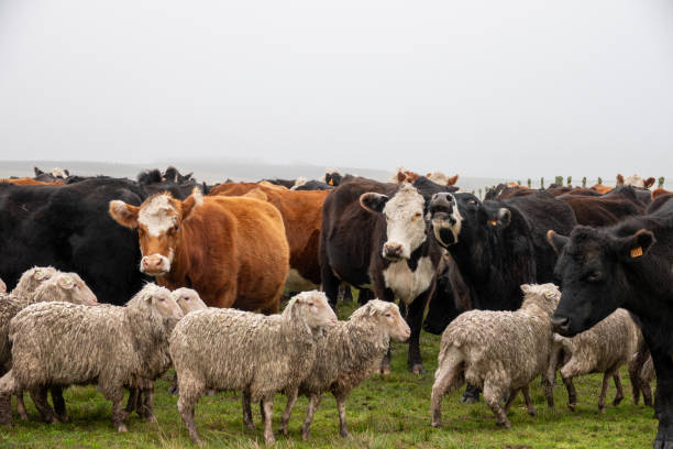 sapi hereford dengan domba merino - domba ungulata potret stok, foto, & gambar bebas royalti