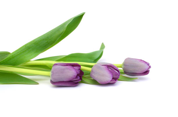 Colorful tulip flowers isolated on white