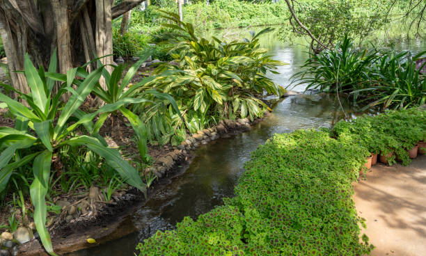 istock Tropical Garden Landscape (Pond Oasis) 2175145042