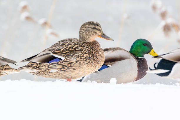istock A flock of ducks on a frozen lake 2175145451