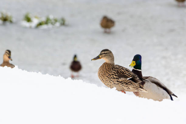 Female duck walking on snow winter nature wild life survive