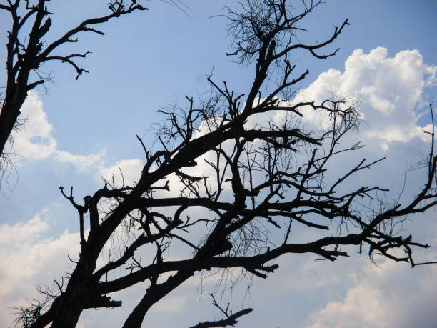 silhouette of dry tree branches against clouds background