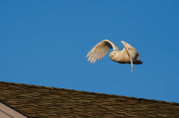 Snowy Owl in flight over a house