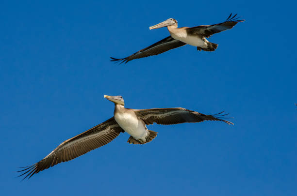 istock Two pelicans flying above in the blue sky 2175145873