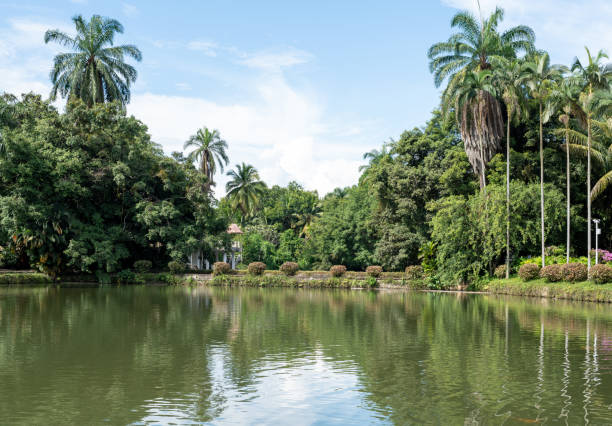 The tranquil lake scene in the tropical garden reflects the tall palm trees and lush plants around it. The blue sky and white clouds are reflected in the lake, creating a fresh and natural atmosphere. This scene captures the unique plant communities and peaceful environment of the tropics and is a typical tropical garden scenery.