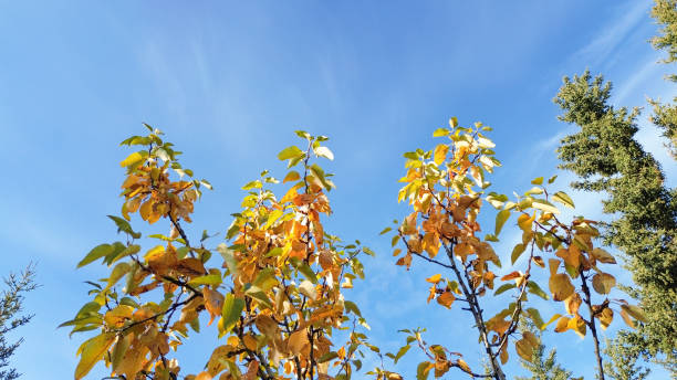 The Aspen trees have begun to take on the autumn colors as Alaska heads towards frigid temperatures.