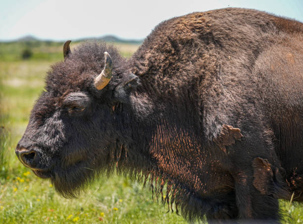 istock Large male bison at Caprock Canyons, Texas 2175150716